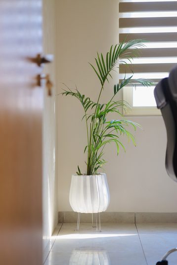A palm in a white fluted pot on slim legs, in sunlight from a window with zebra blinds, framed by the edge of a door.